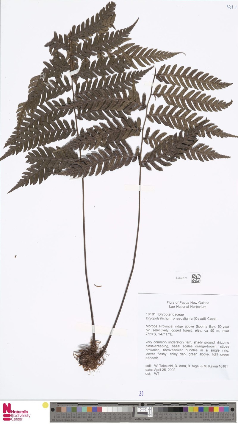 Dryopolystichum phaeostigma photo 4