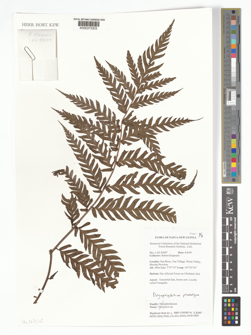 Dryopolystichum phaeostigma photo 5