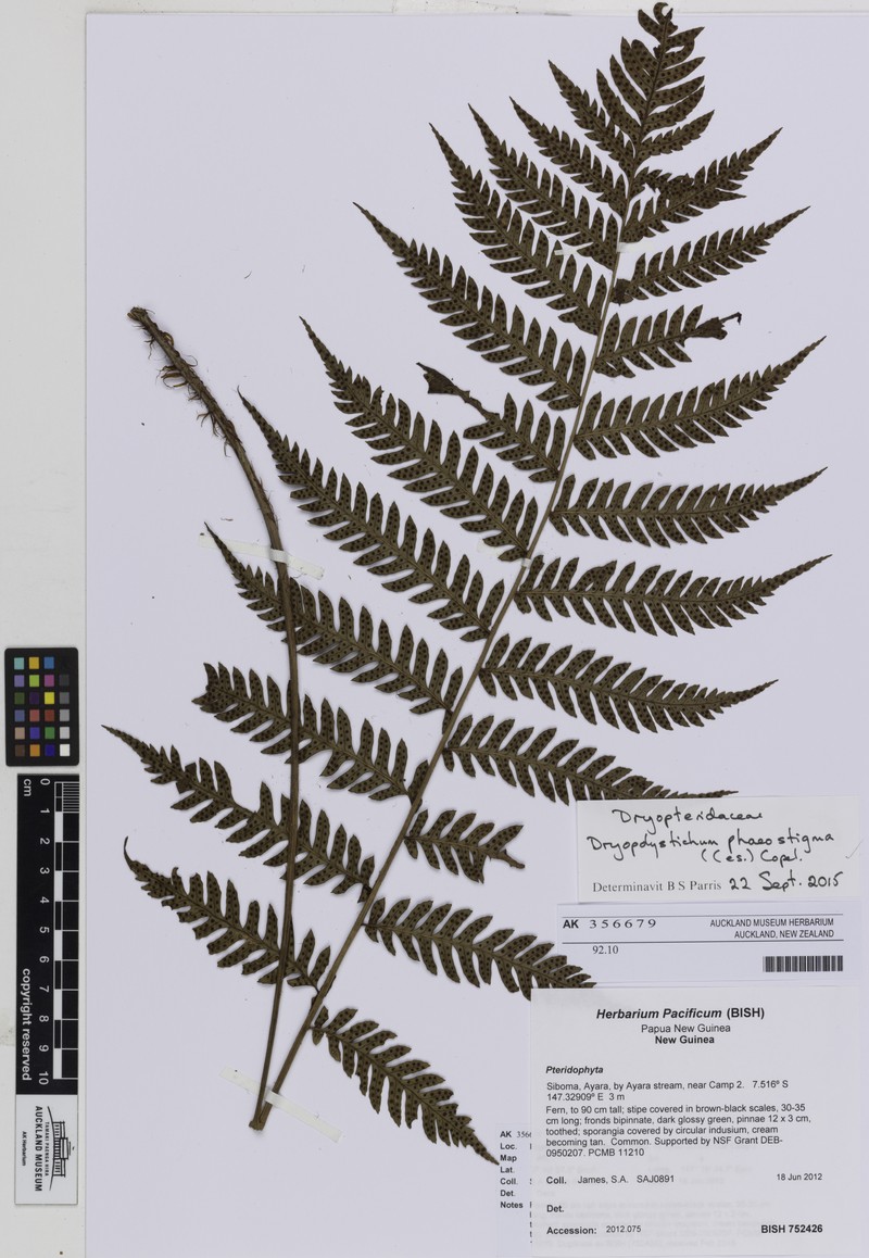 Dryopolystichum phaeostigma