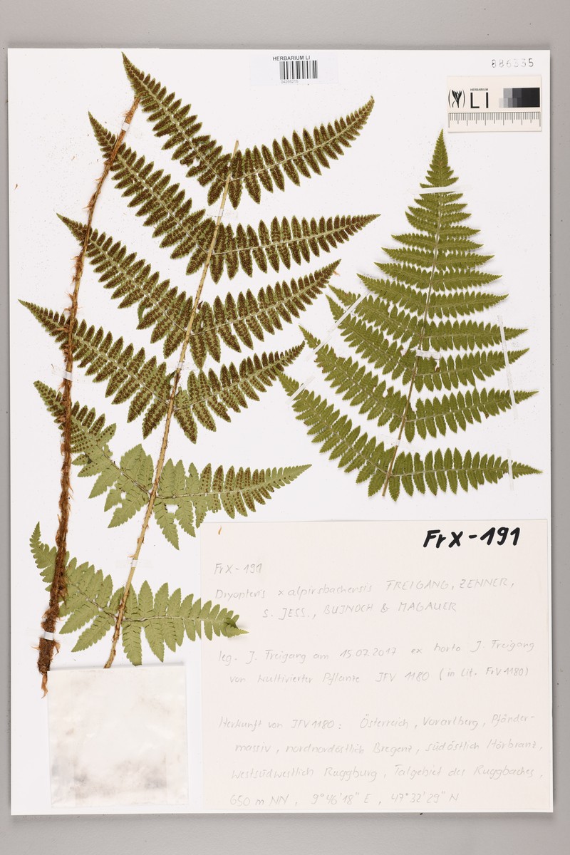 Dryopteris × alpirsbachensis