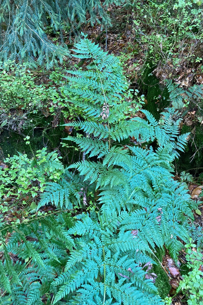 Dryopteris × ambroseae