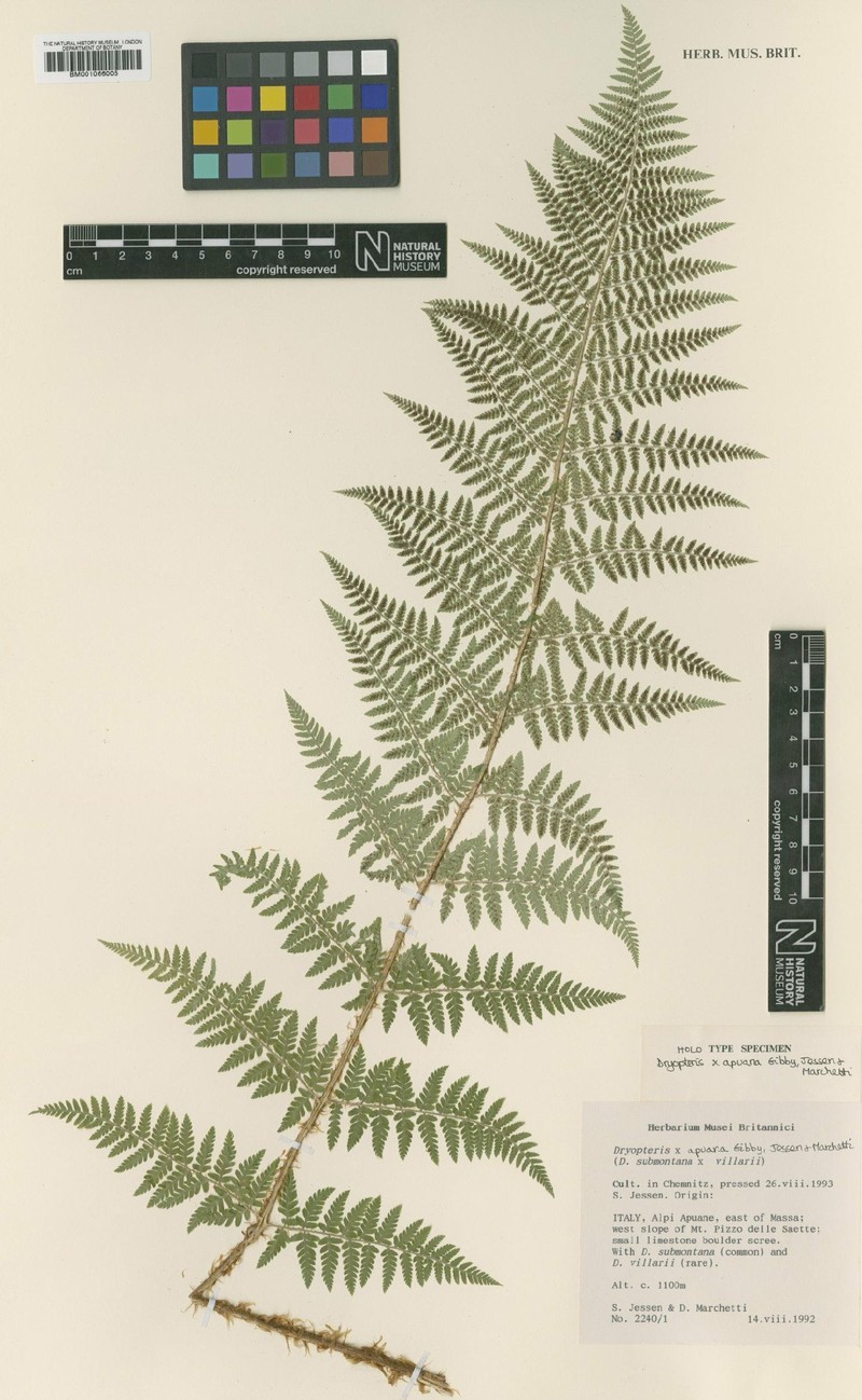 Dryopteris × apuana