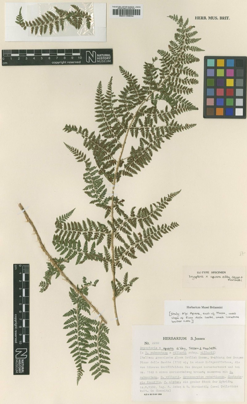 Dryopteris × apuana photo 2
