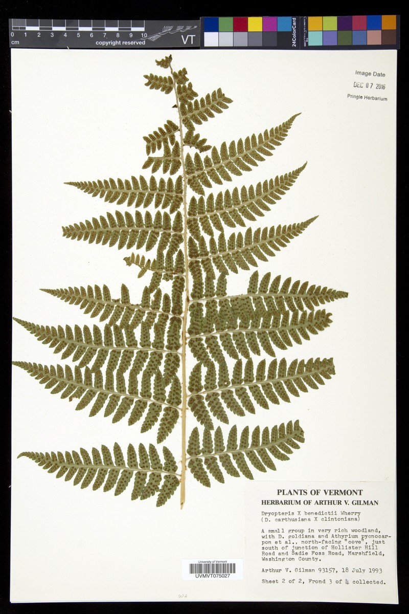 Woodfern photo 3