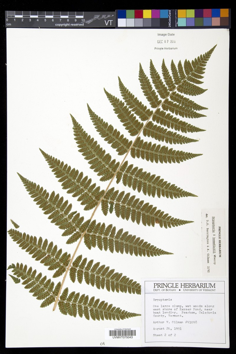 Woodfern photo 4