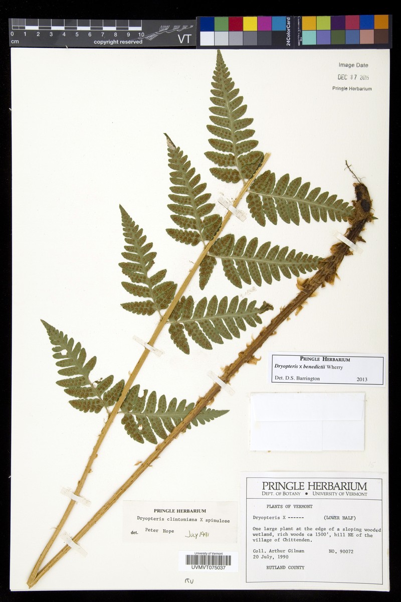 Woodfern photo 5