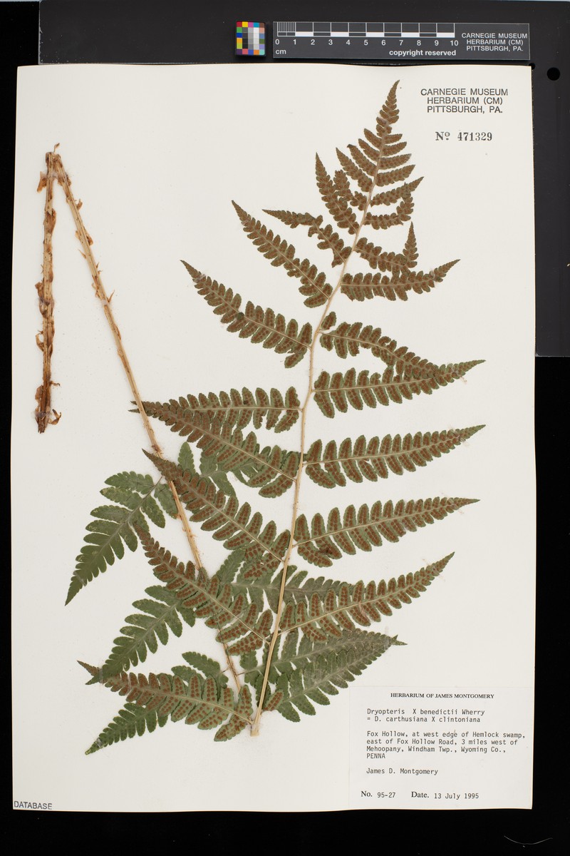 Woodfern photo 2
