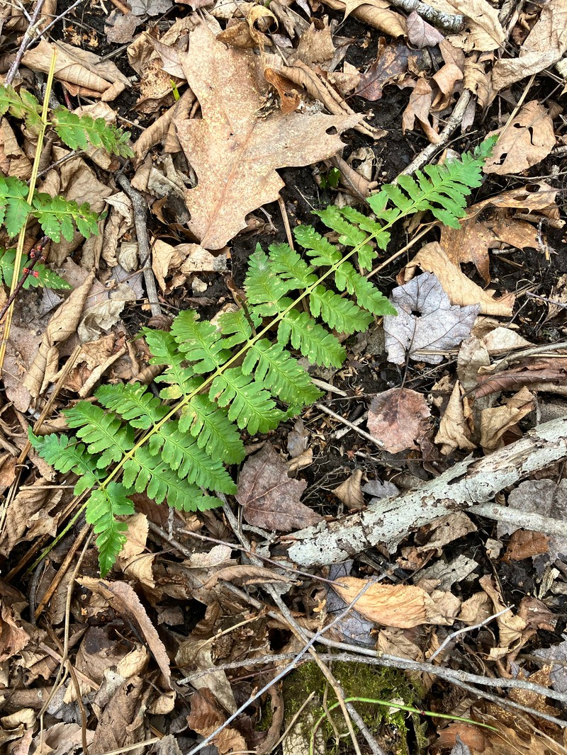 Woodfern