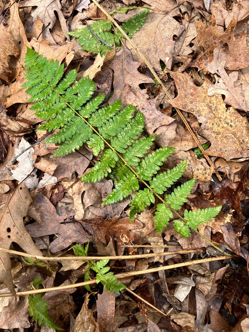 Woodfern photo 2
