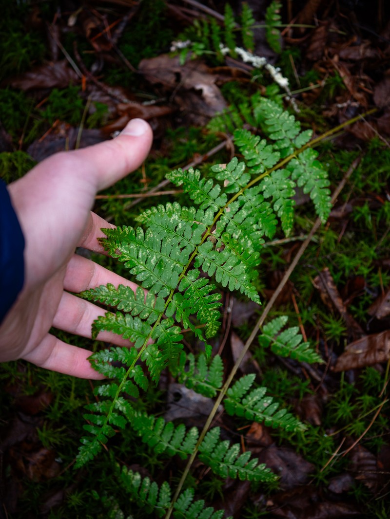 Woodfern photo 3