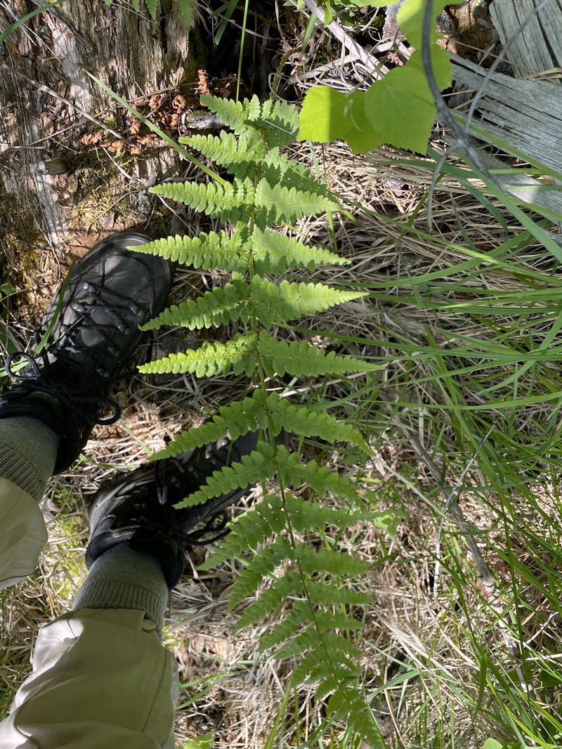 Woodfern photo 4