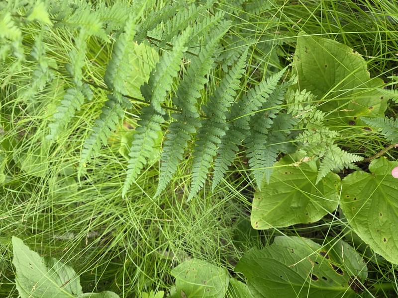 Woodfern photo 5