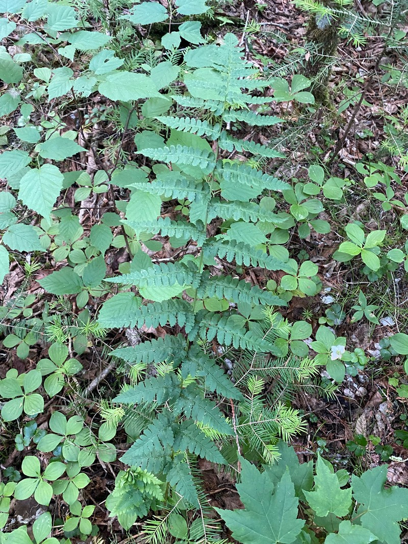 Woodfern photo 6