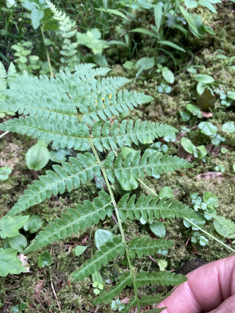 Woodfern photo 7