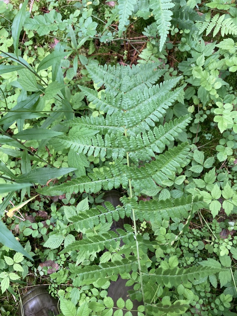 Woodfern photo 8