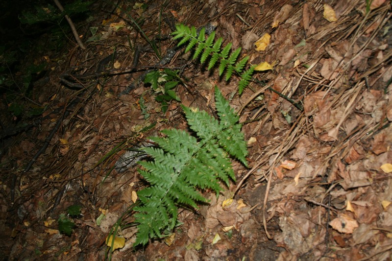 Woodfern