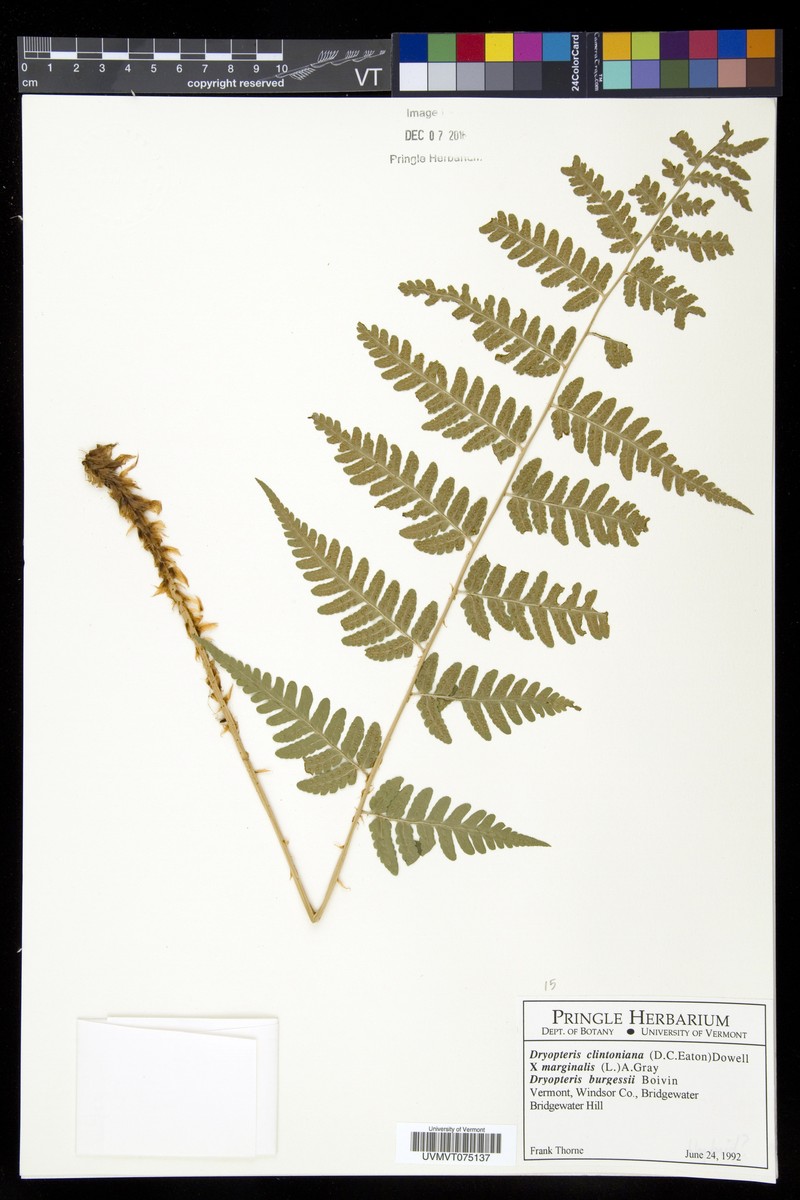 Woodfern photo 2
