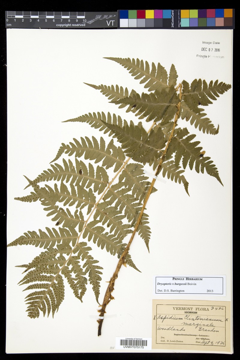 Woodfern photo 3