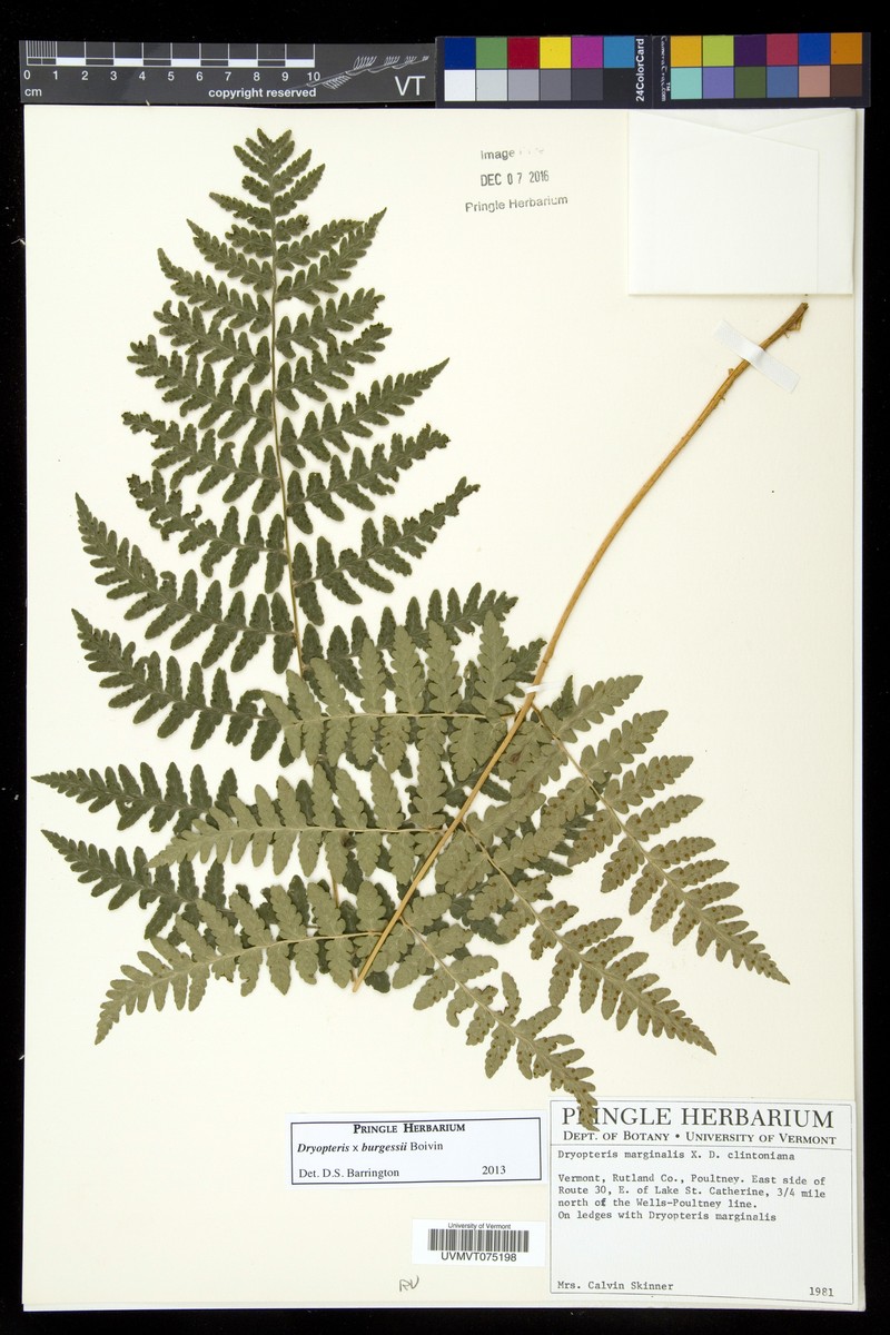 Woodfern photo 4