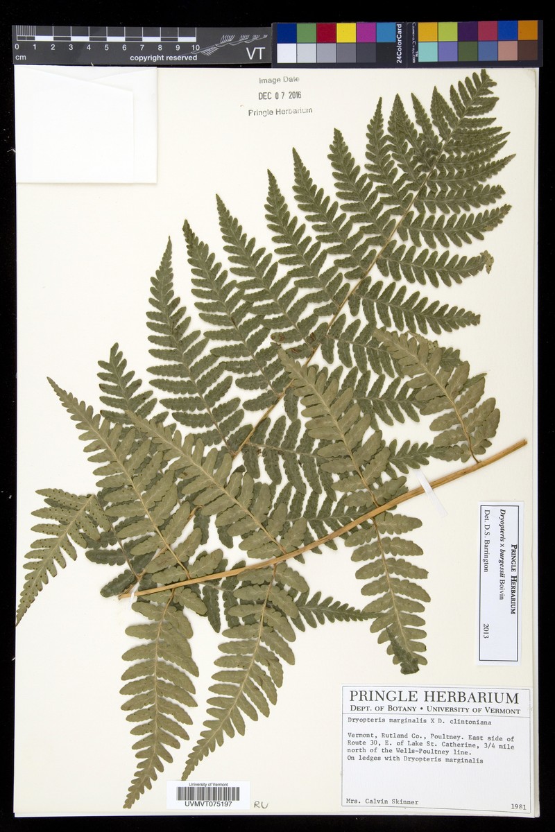 Woodfern photo 5