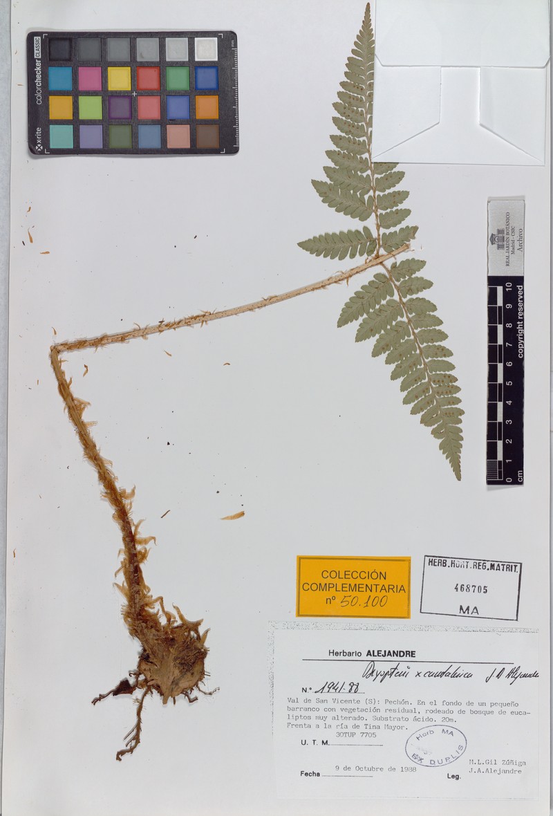 Dryopteris × cantabrica