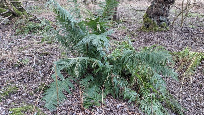 Dryopteris × complexa photo 2