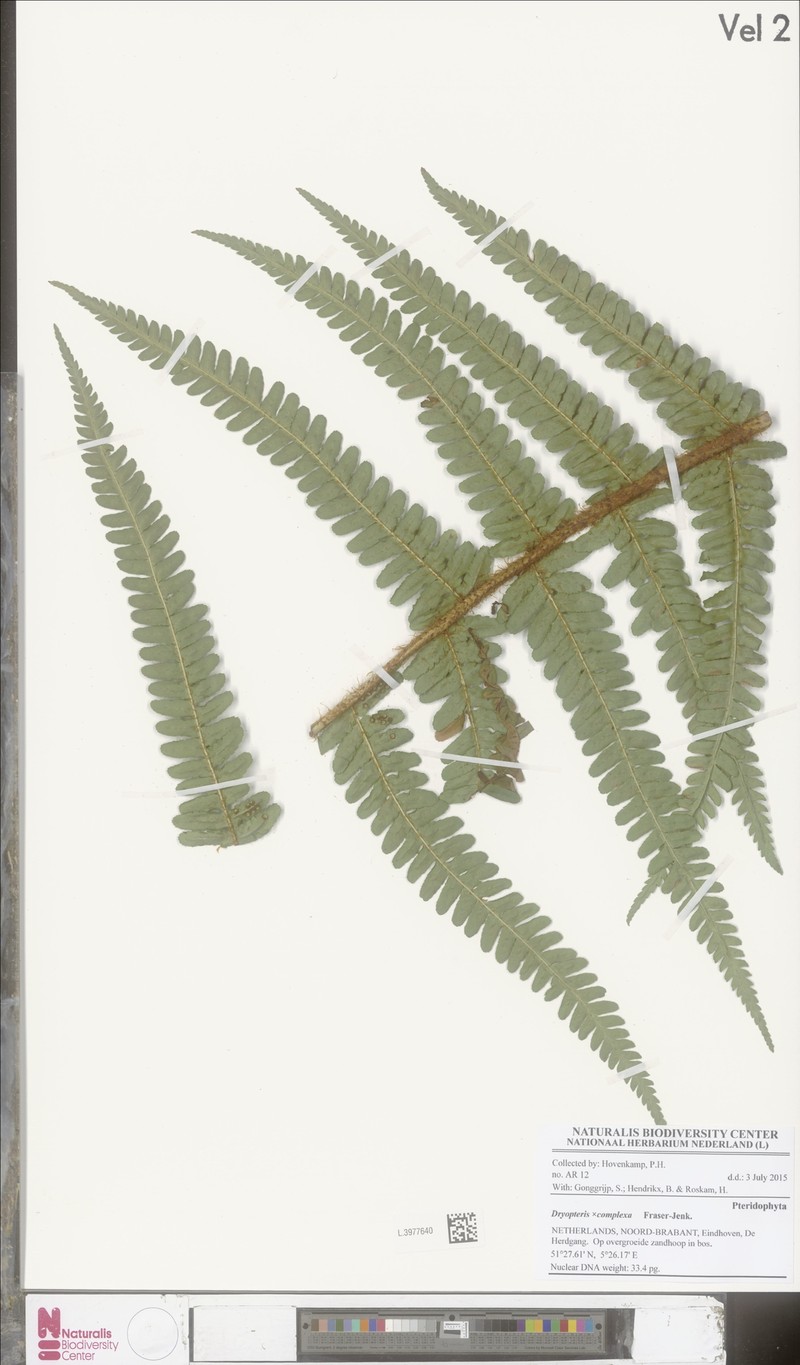 Dryopteris × complexa photo 3