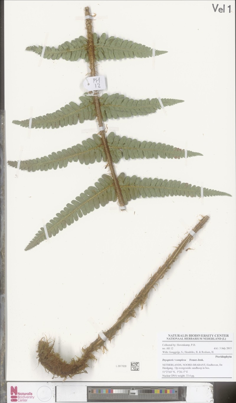 Dryopteris × complexa photo 4