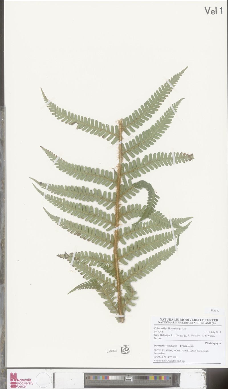 Dryopteris × complexa photo 5