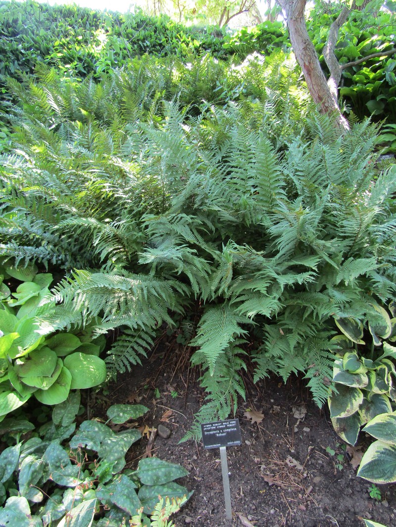 Dryopteris × complexa