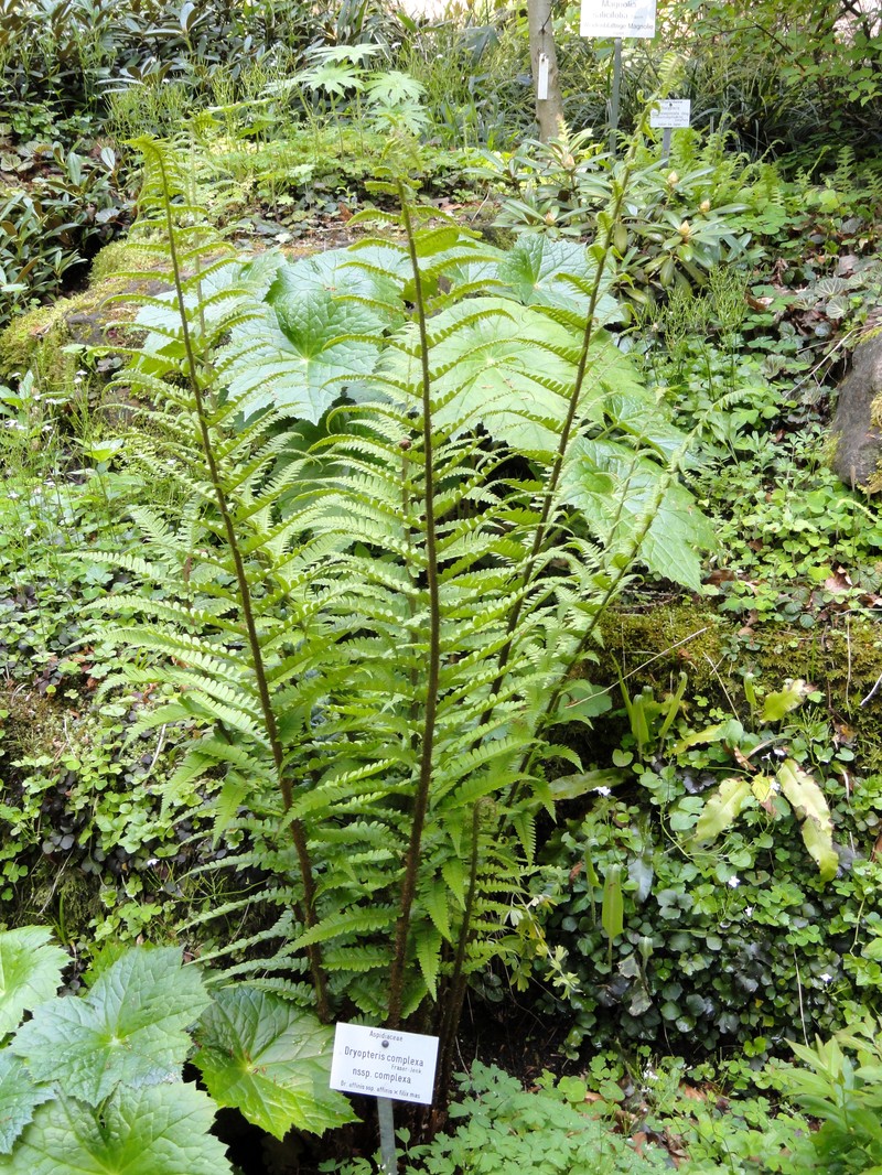 Dryopteris × complexa photo 6