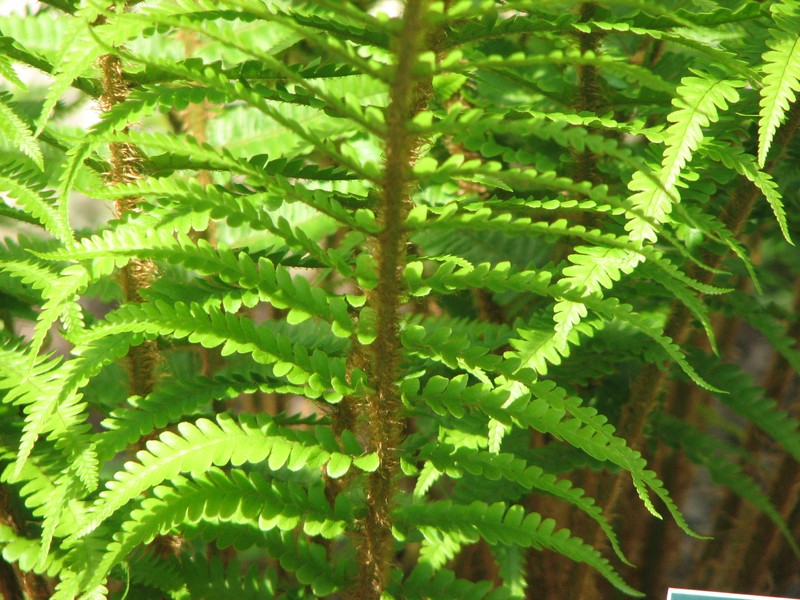 Dryopteris × complexa photo 7
