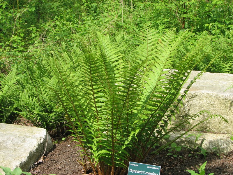 Dryopteris × complexa photo 8