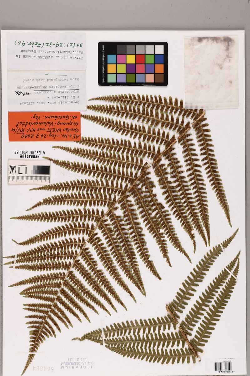 Dryopteris × complexa nothosubsp. complexa