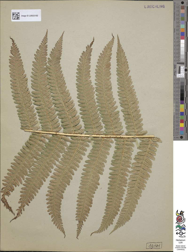 Dryopteris × complexa nothosubsp. critica