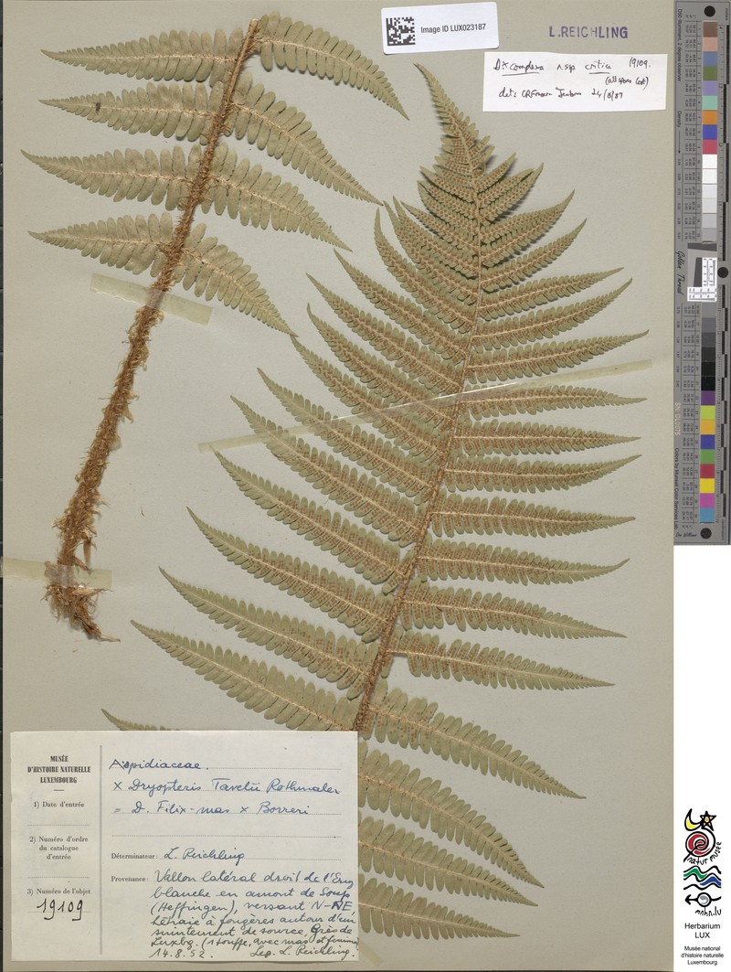 Dryopteris × complexa nothosubsp. critica photo 2