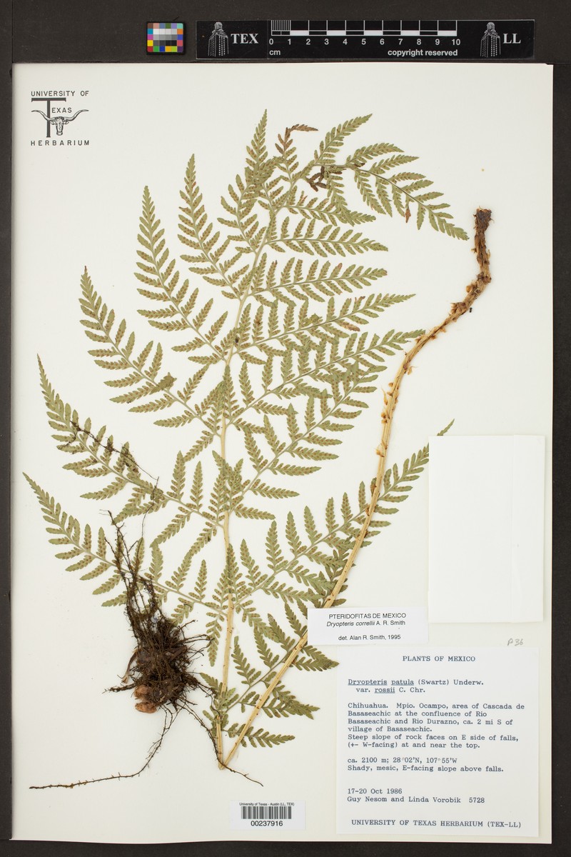 Woodfern