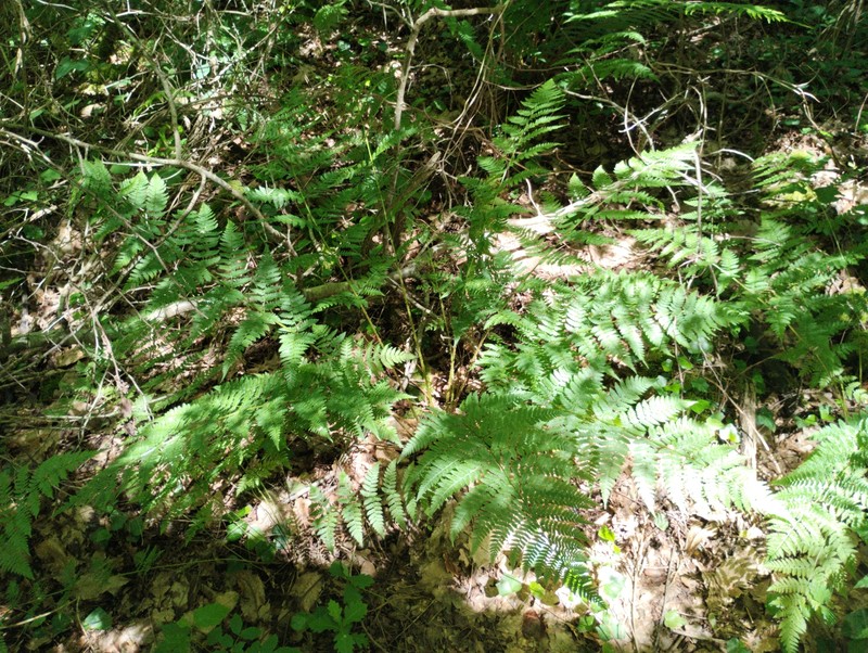 Dryopteris × deweveri