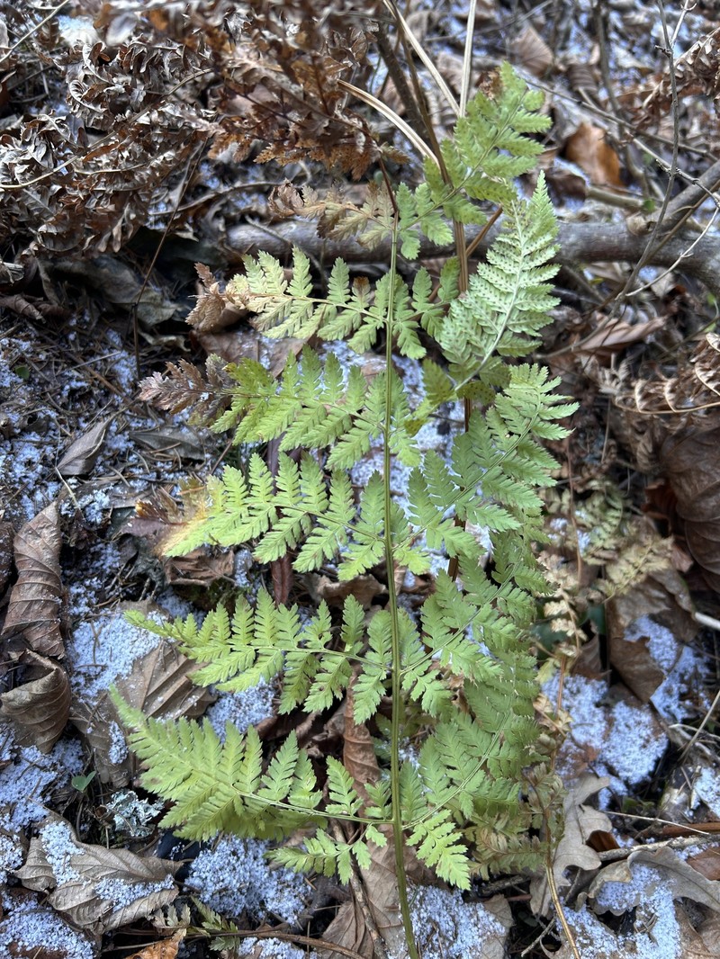 Dryopteris × deweveri photo 2