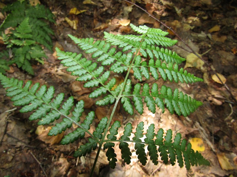Dryopteris × deweveri photo 3