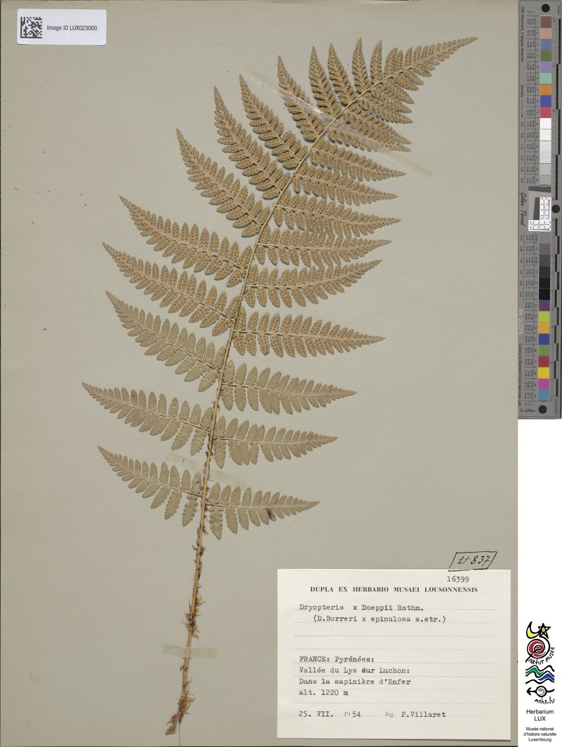 Dryopteris × doeppii