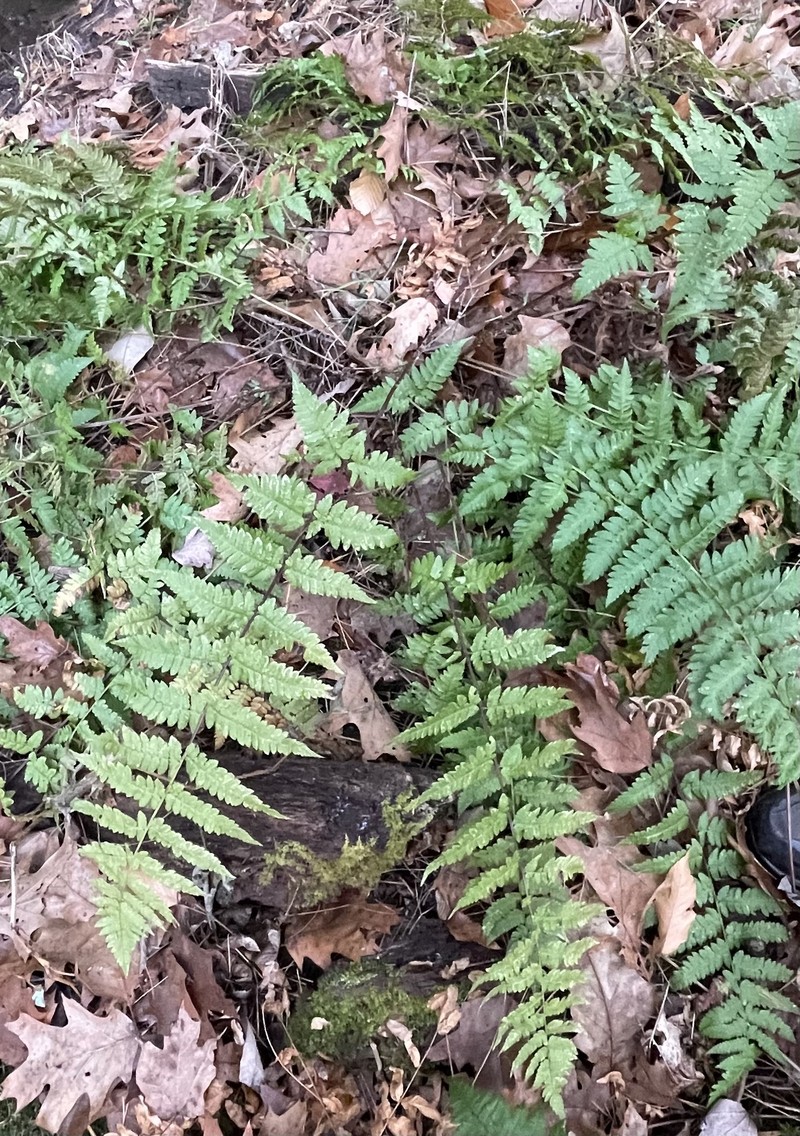 Woodfern