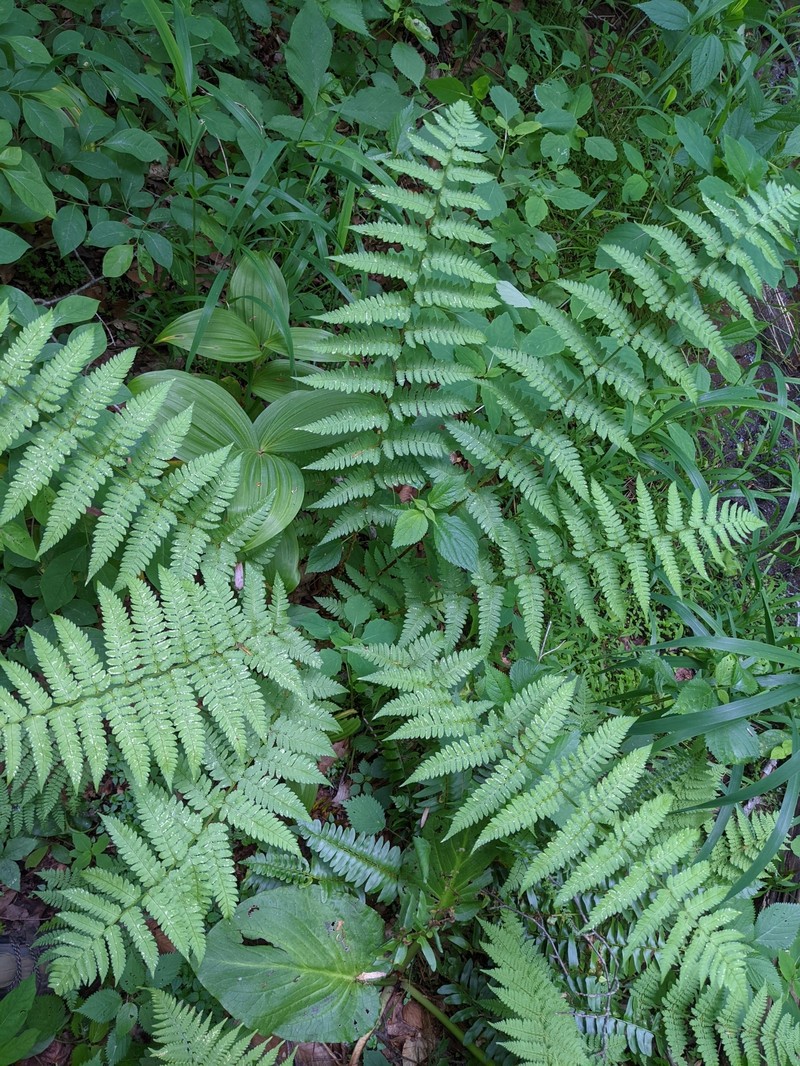 Woodfern photo 2