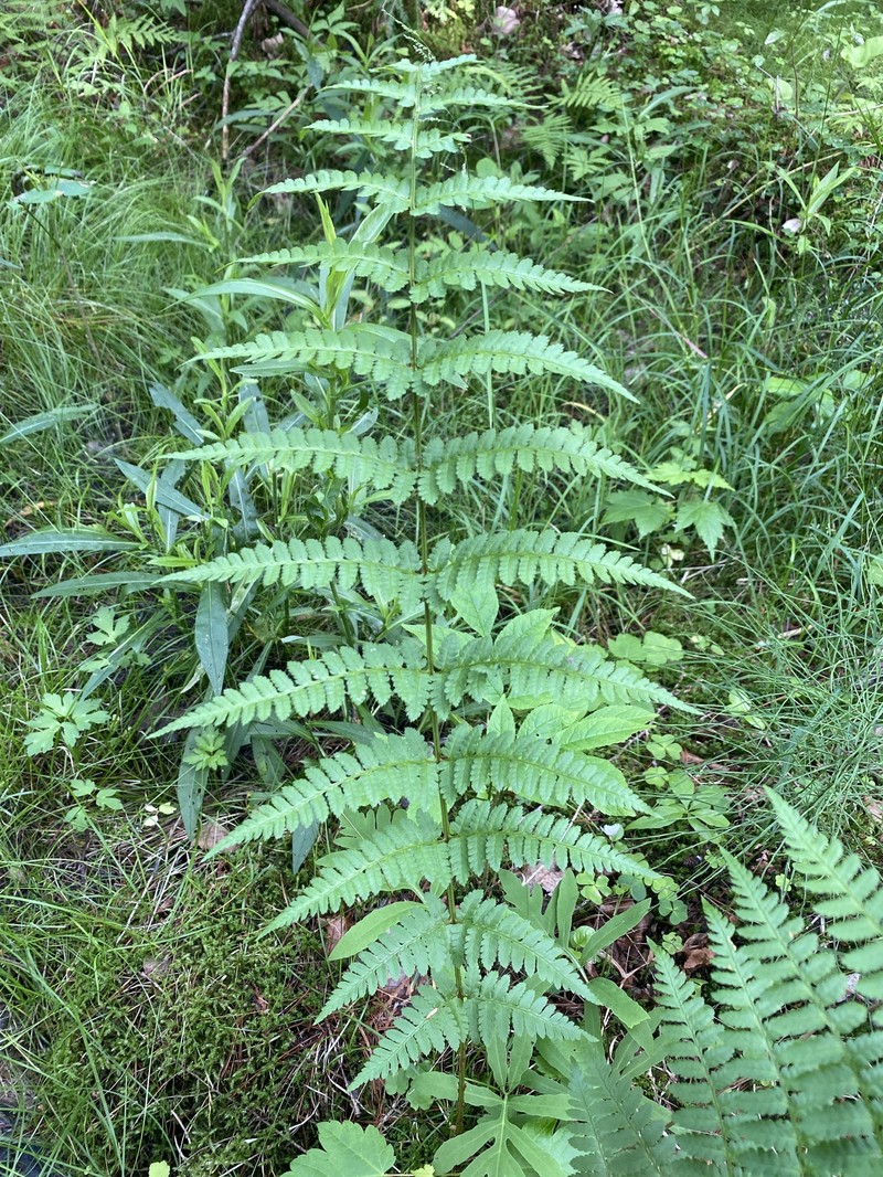 Woodfern photo 3