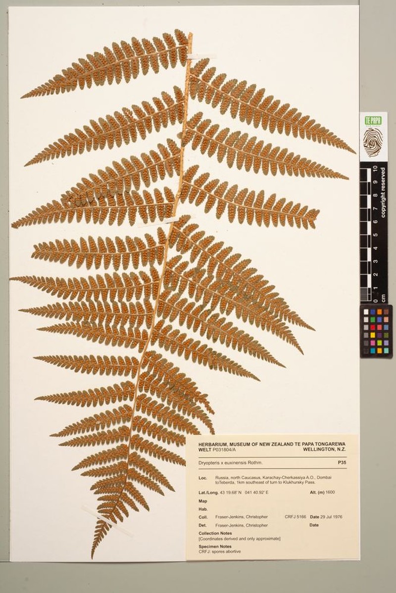 Dryopteris × euxinensis photo 2