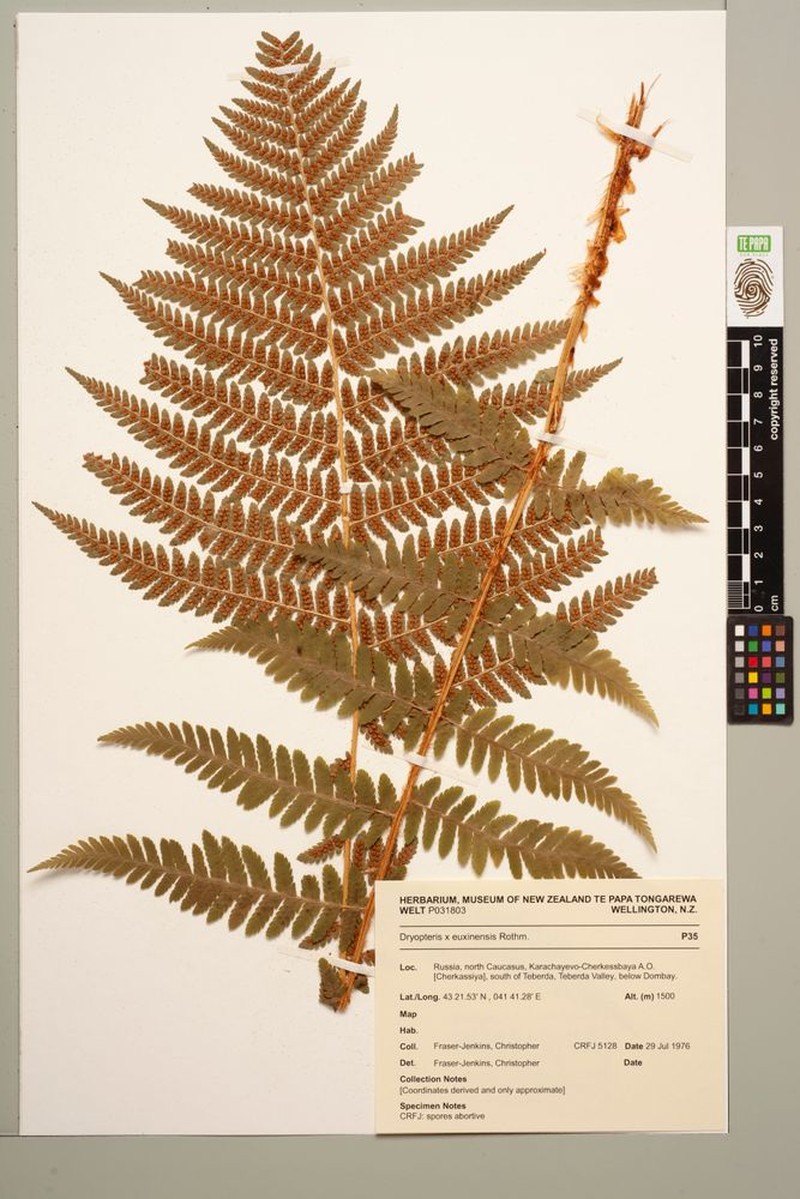 Dryopteris × euxinensis photo 3