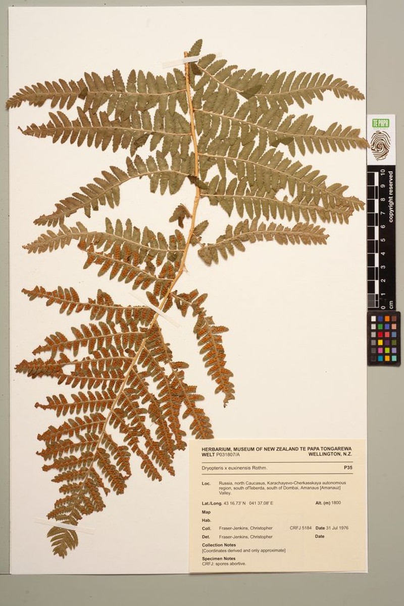 Dryopteris × euxinensis photo 4