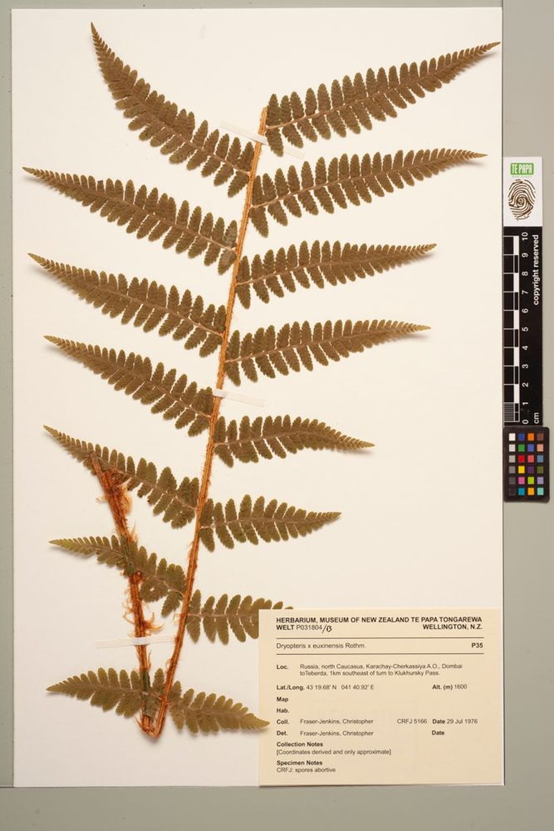 Dryopteris × euxinensis photo 5