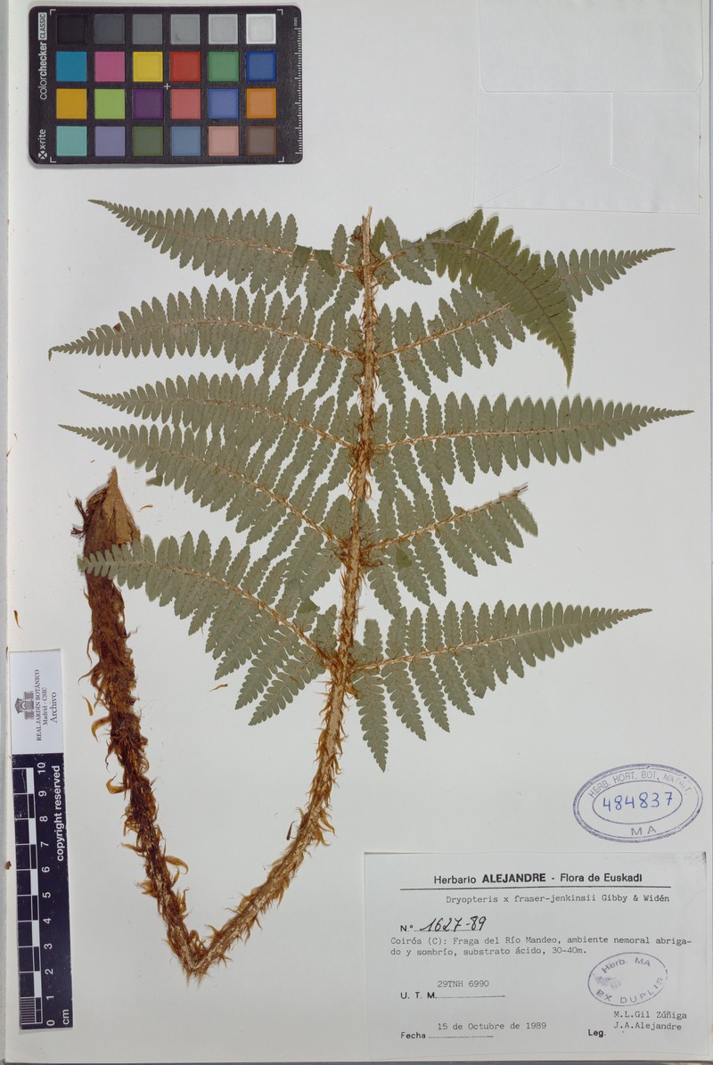 Dryopteris × fraser-jenkinsii