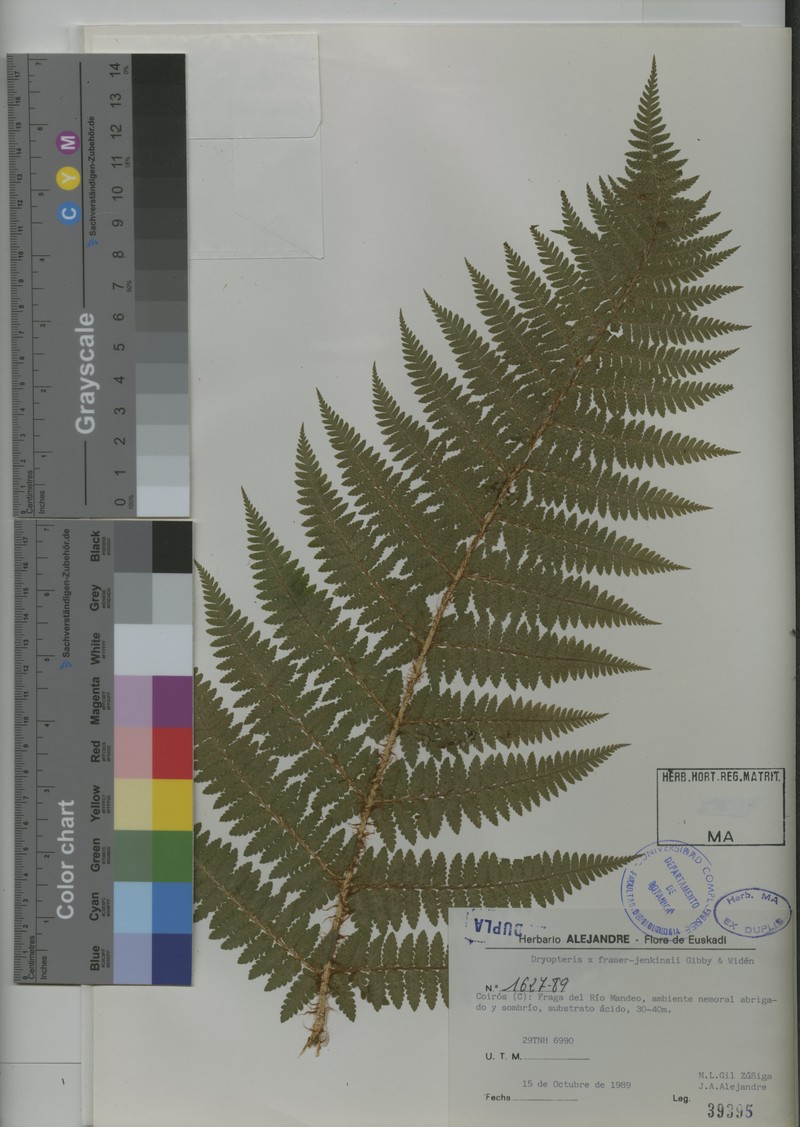 Dryopteris × fraser-jenkinsii photo 2